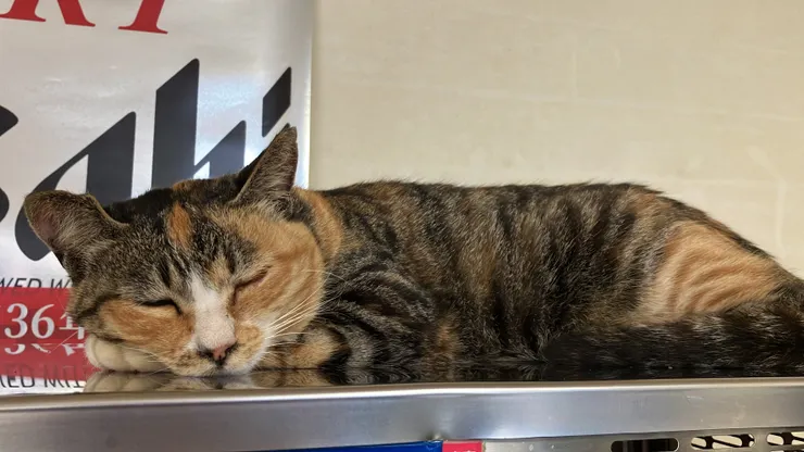 謝謝闆娘給我貓零時賄賂店貓