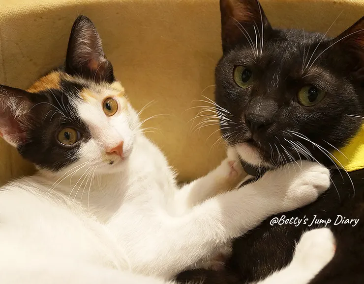 ▲踏踏咖啡-貓咪/圖片來源：Betty's Jump Diary