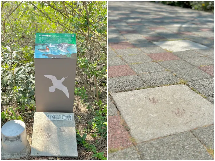 前往遊客中心的地磚有很多鳥腳印,順道認識了許多鳥朋友