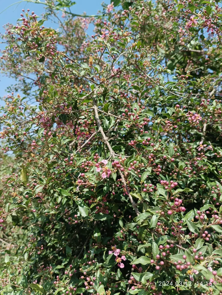 李氏櫻桃虛擁名而無“實”