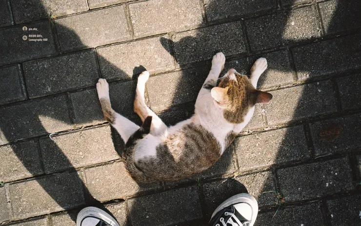 © pic.chy_ | RICOH GR1s - Lomography 400