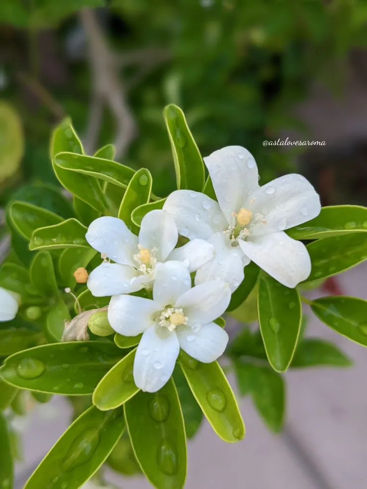 再來一張月橘花