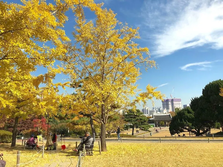 被銀杏覆蓋的大邱達城公園