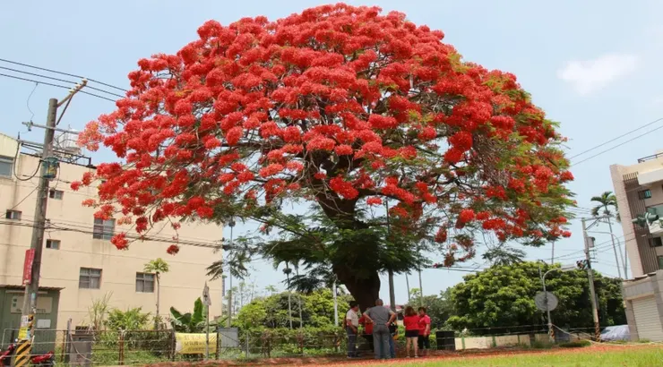 鳳凰木開花後整棵樹火紅