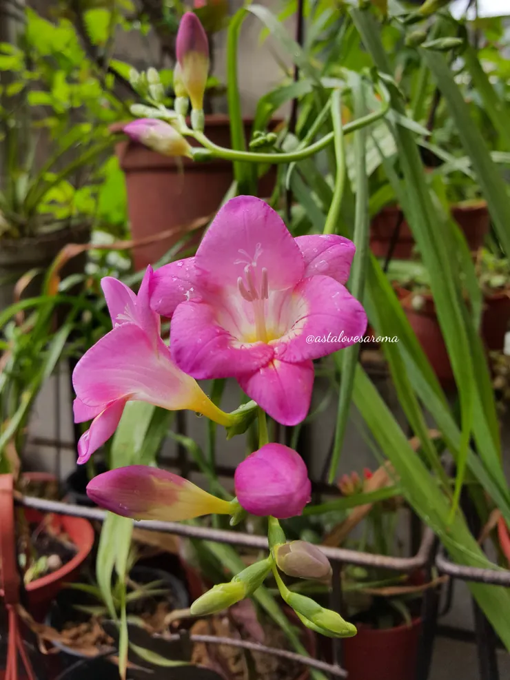 單瓣桃紅色小蒼蘭第一年開花時的花色