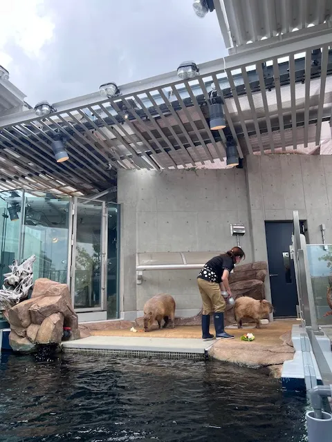 終於看到傳說中的水豚,photo by bookarchery