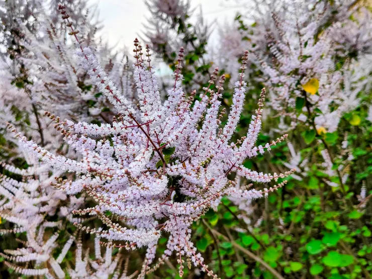 麝香木 / 雪月風花生活實驗室