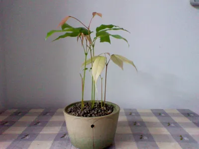 用水苔種桂圓小盆栽。