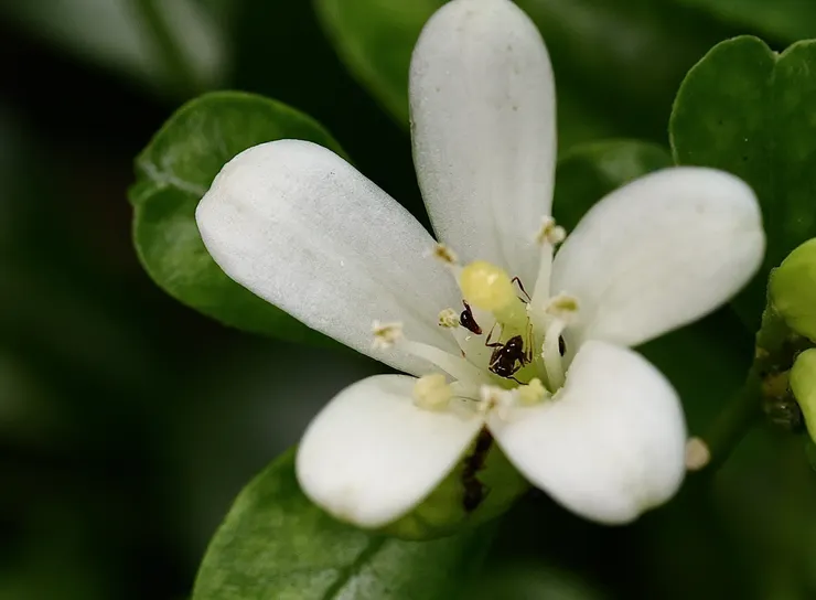 具有光澤感的濕式柱頭帶有黏性
