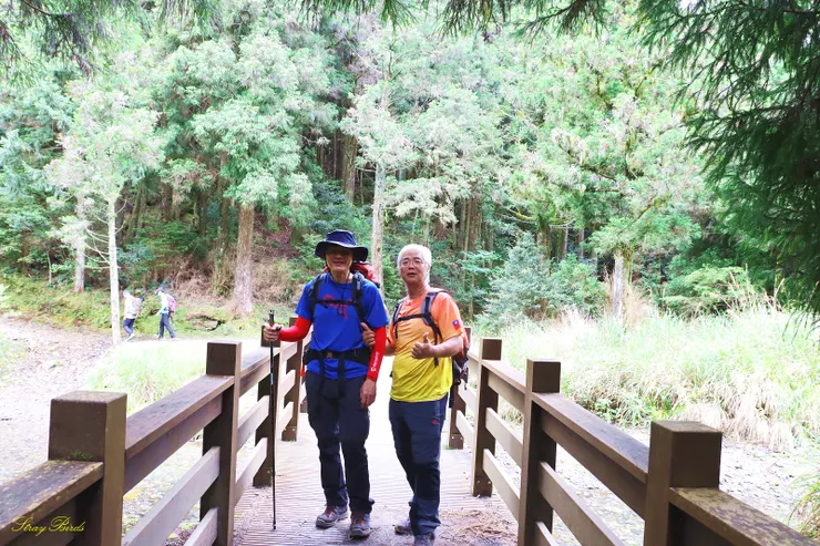走完2公里的康莊大道，過了這個跨越馬達拉溪的木橋，就始進入O型的榛山步道