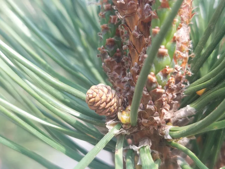 枝條底部的毬果，隨著發育會不斷變大變硬，鱗片也慢慢轉為褐色，隨著木質化進程而改變顏色。但看它的樣子一直沒有變大，應該是發育停滯的雌毬果。