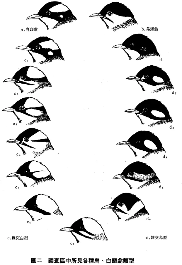 圖片引自福爾摩沙守護者
