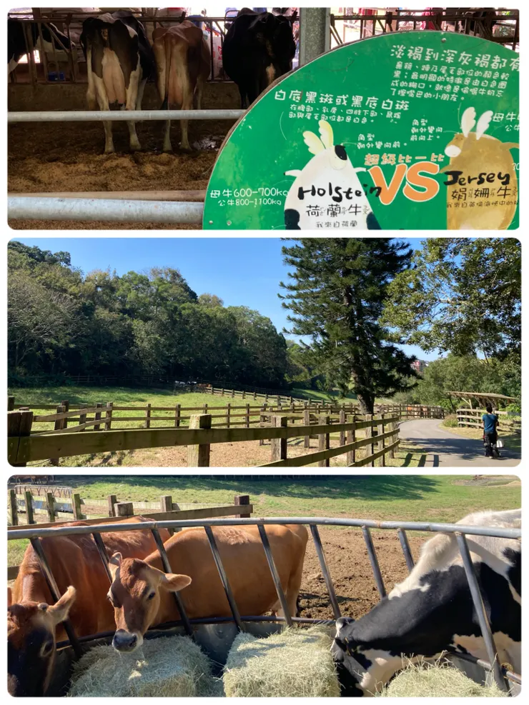 在吃牧草的牛群們