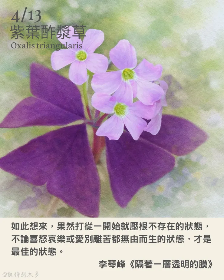 紫葉酢漿草×李琴峰《隔著一層透明的膜》