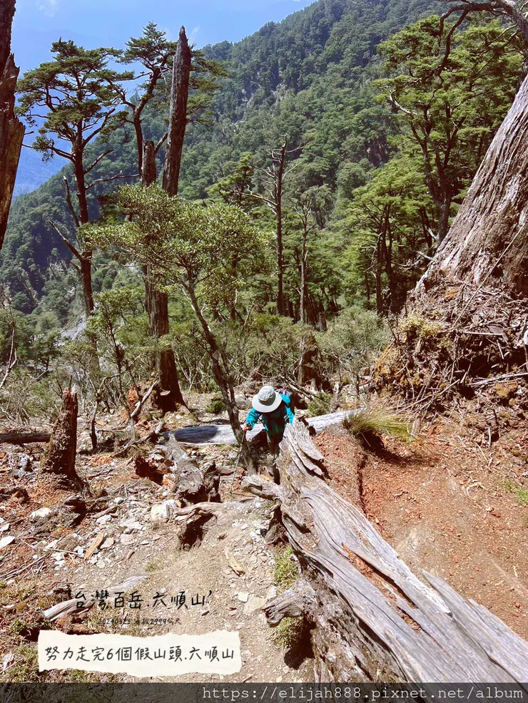 【丹大林道.六順山.七彩湖】六順山.海拔3009公尺/波波草