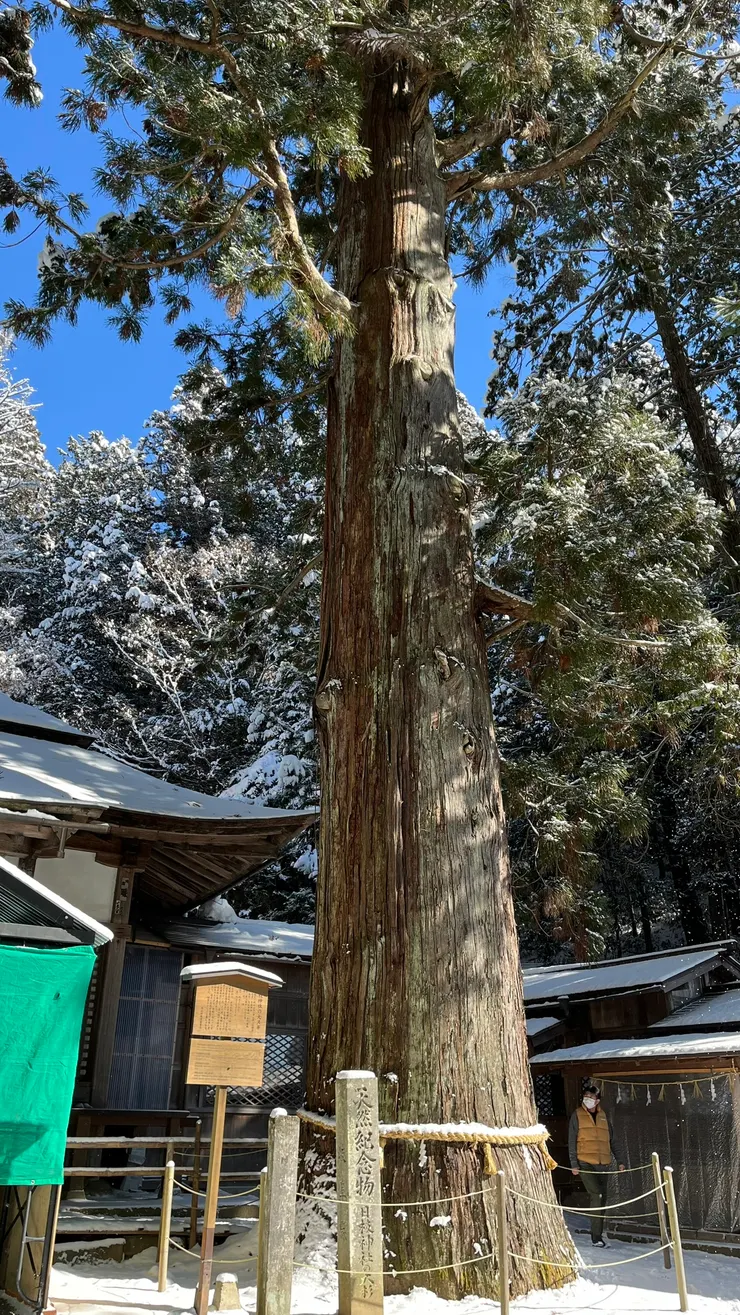 它又被尊稱御神木，被視為神靈寄宿之地