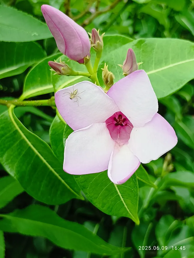 這花少見，個人只於一地見過！橡膠紫茉莉