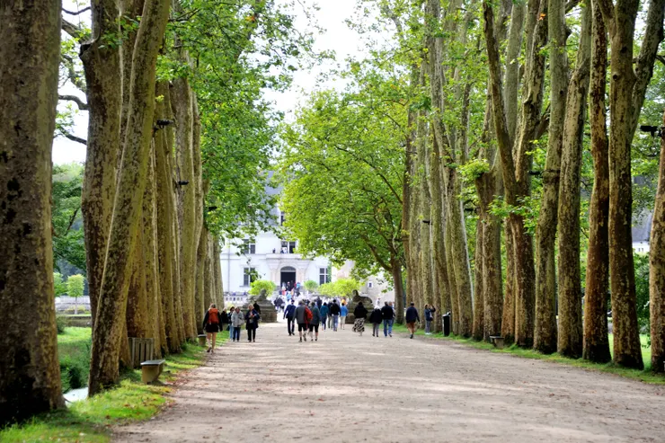 【參天梧桐夾道引來客古堡朝聖!進入大門,夾道參天梧桐非常壯觀,中間就像參道,直向城堡正門而去。】