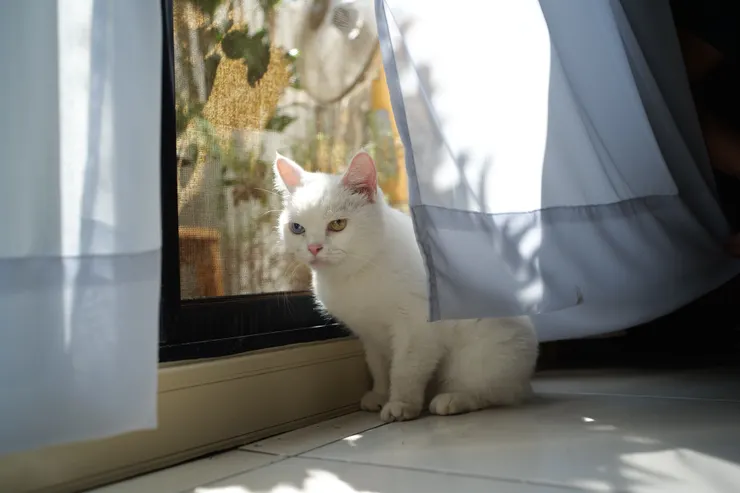 《寂寞貓蛋糕》劇照／新北市學生影像新星獎 提供