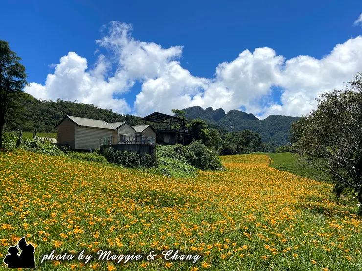 在遼闊的山坡上，一大片金針花迎風綻放，橘黃色的花浪隨著微風搖曳，如同鋪展的金色地毯。花海中央，一棟潔白而精緻的房子靜靜佇立，紅色屋瓦在藍天映襯下格外醒目。四周被花田環繞，彷彿住在其中，就能每天在金色波浪裡醒來。遠方的綠色山巒與白雲相伴，構成一幅宛如畫作般的夢幻景致。