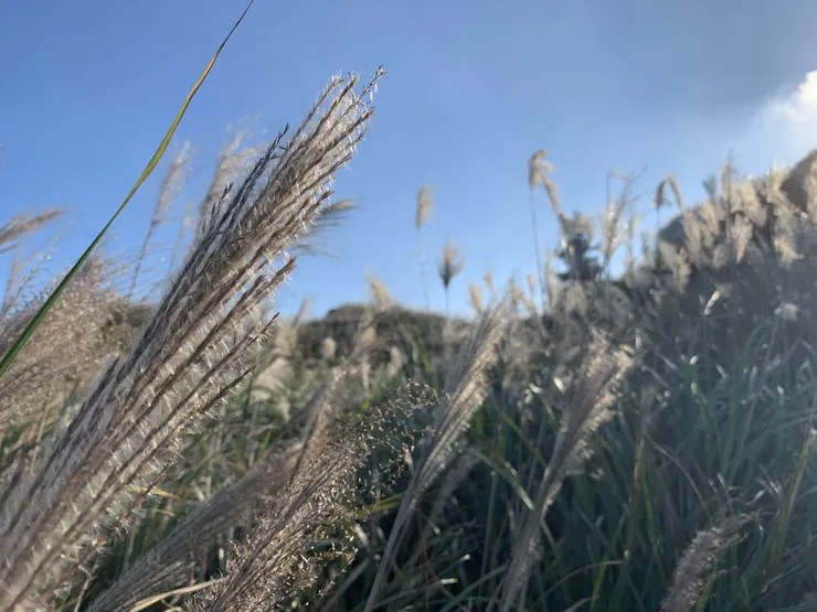 陽明山芒草原