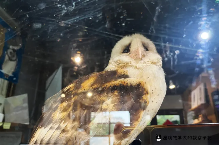 臺灣唯一棲息於平原草生地的草鴞