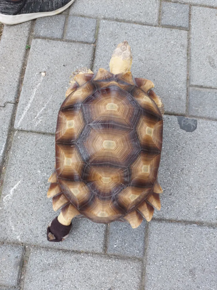 名為蘇卡達🐢