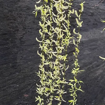 漫慢走京都的沙龍