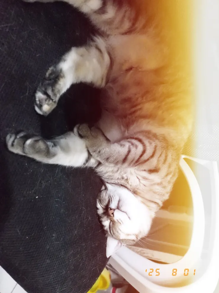 偷拍我家熟睡的豆子