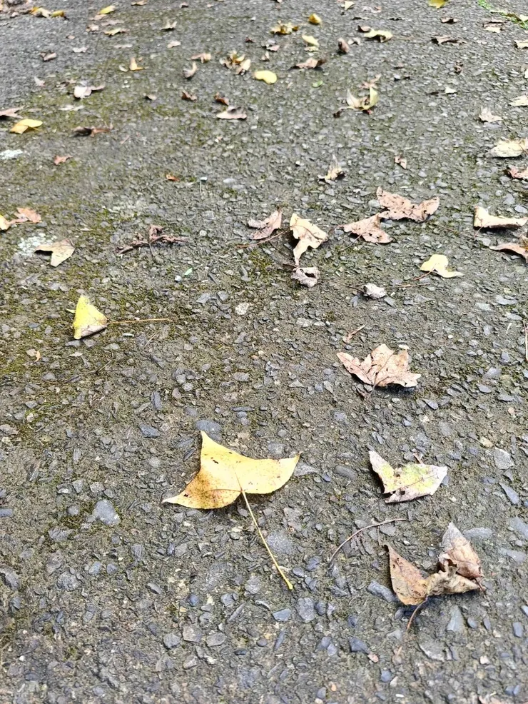 楓香的3裂葉，是不是像極楓樹葉呢？！