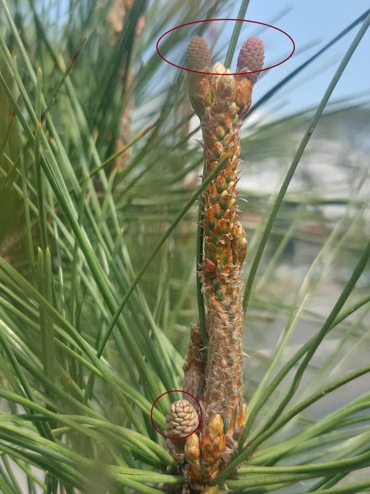 枝條頂端帶紫色鱗片的是雌毬花；枝條底部褐色的毬果就是去年受粉的雌毬果，未來會發育成松果