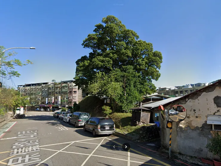 保儀路142巷順興高地上的香楠樹型相當美麗