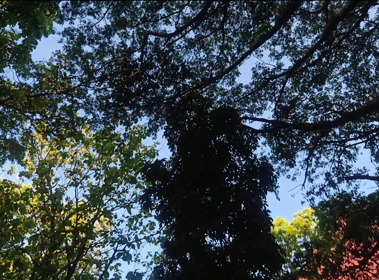 樹葉漸密，陽光細碎