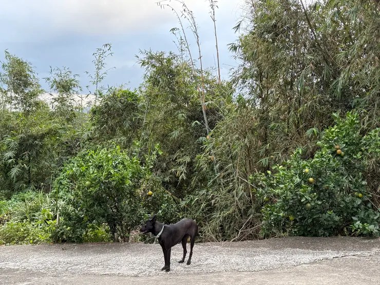 2025/11/09 姨丈果園的小黑