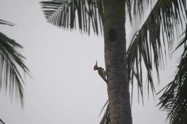 White-naped Flameback