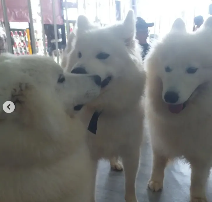 之前去的狗狗咖啡廳 這個畫面超像梗圖的WW