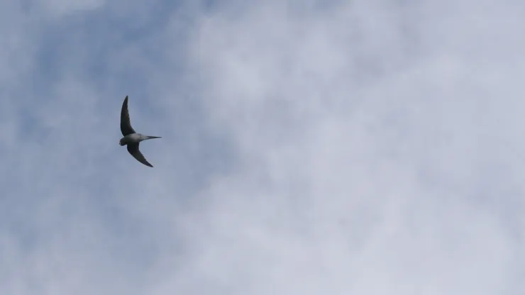  Grey-rumped treeswift