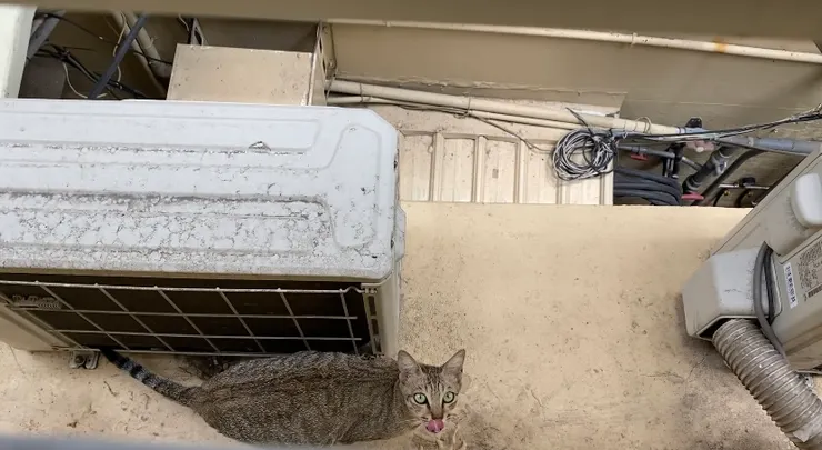 好吃到舌頭還在舔啊舔的👅