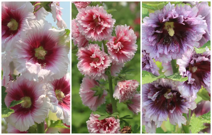 蜀葵是原產中國大陸的古老植物。相傳最早栽培於四川，四川簡稱為「蜀」，因此被命名為「蜀葵」。