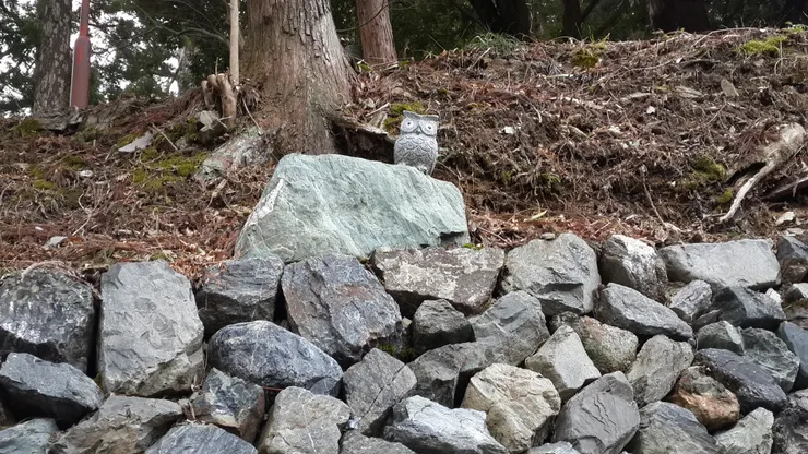 放了一隻貓頭鷹