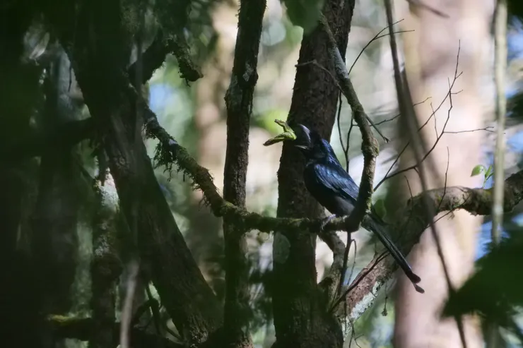 Sri Lanka Drogo 斯里蘭卡獨有種