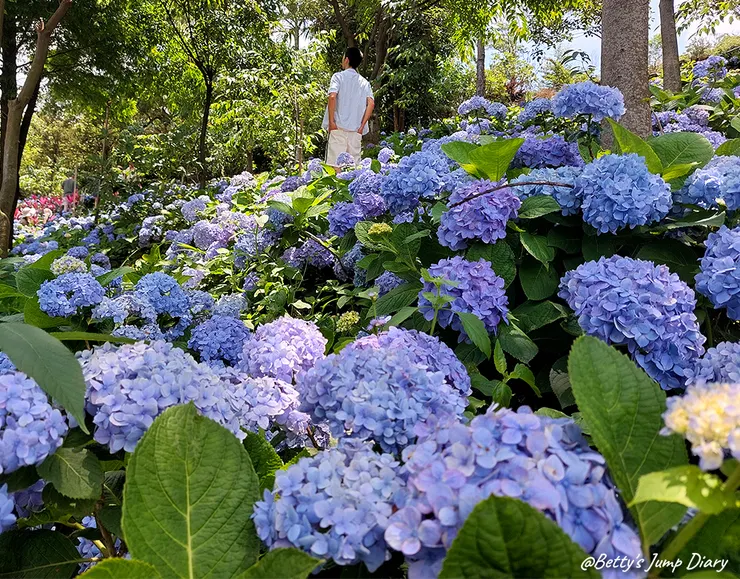 ▲桃園龍潭「穧粑崠咖啡農場」、「越軌咖啡」/ 圖片來源：Betty's Jump Diary