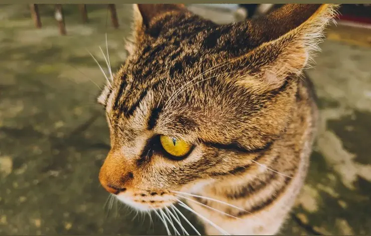 一張蕃薯寮裡親人的貓