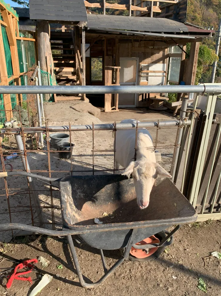 PH 攝於しを里，2024 / 11 / 22。