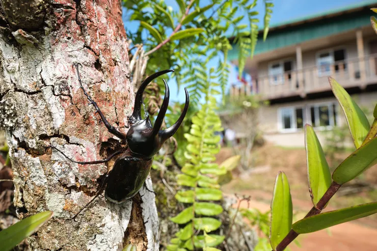 南洋大兜與叢林少女營地住宿區合影