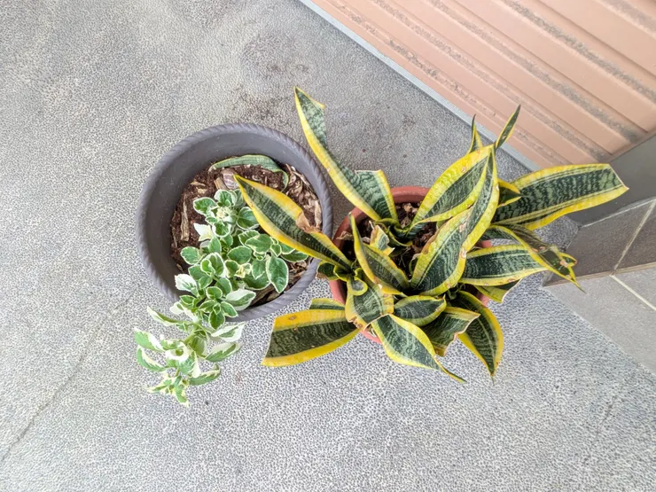 左手香別墅裡一枝獨秀（2025/5/25攝）