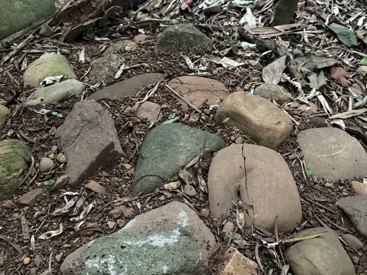 拍攝於2025/07/20 三隻小草