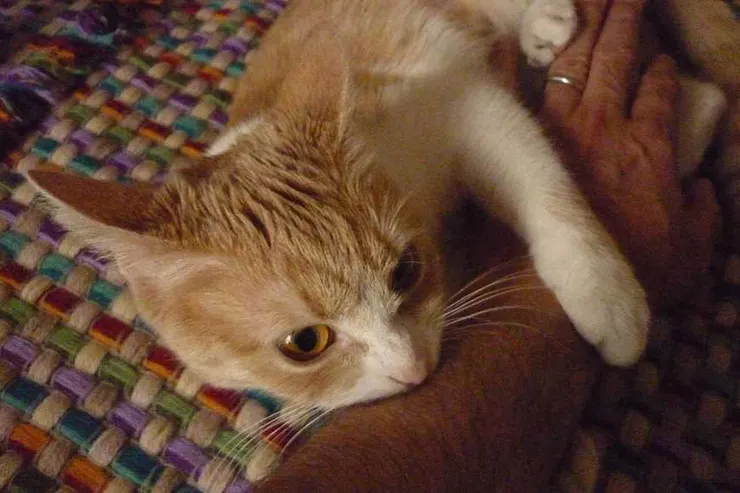 幼貓從小學習正確的觀念,可以降低咬主人行為,加深毛孩與人之間的情感