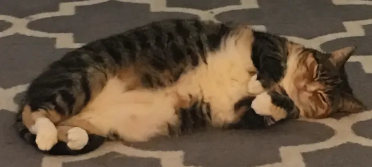 冬冬:好睏喔!我們一起來睡搞搞。