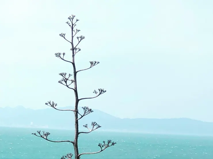 我特別喜歡的植物-龍舌蘭